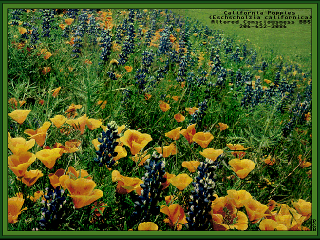 Escholtzia california.gif